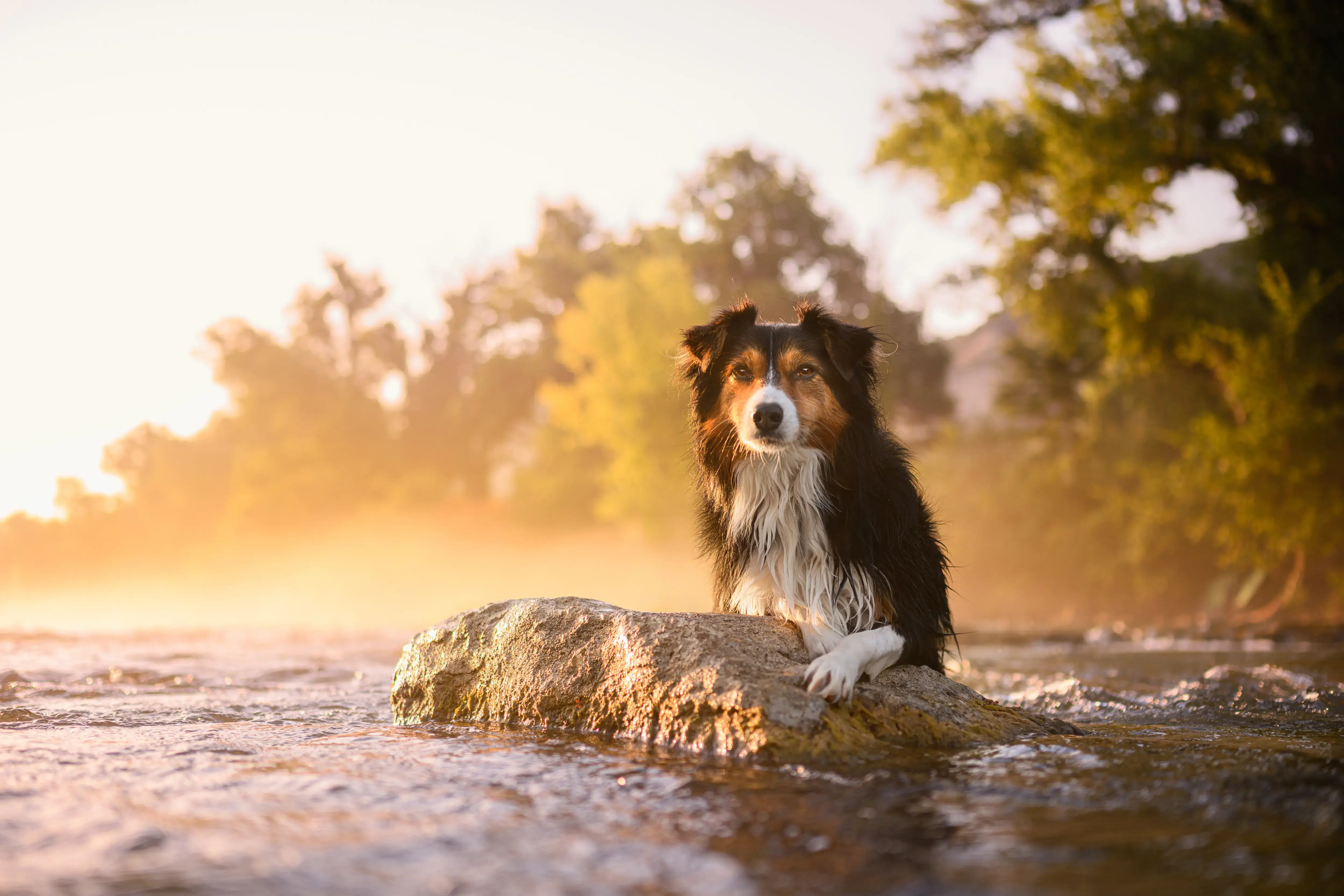 Chien dans une rivière au coucher du soleil