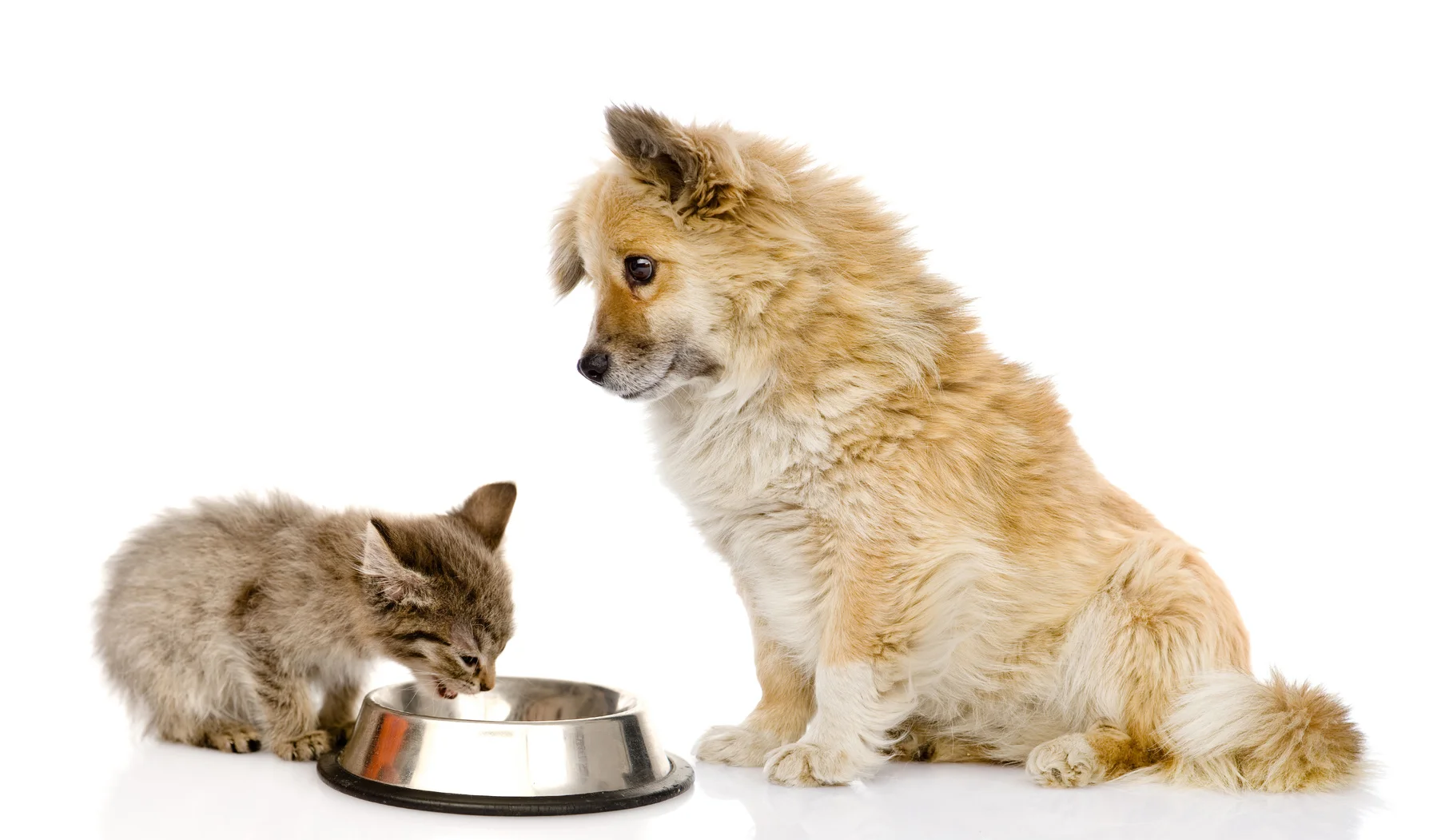 Chien et chat mangent ensemble
